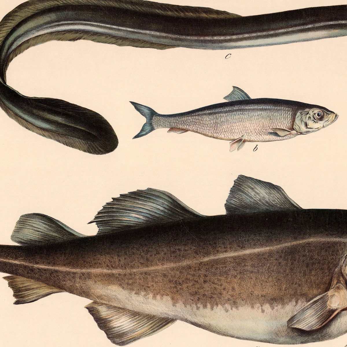 Torsk, sild & ål 1860 - Fisk – billede 4