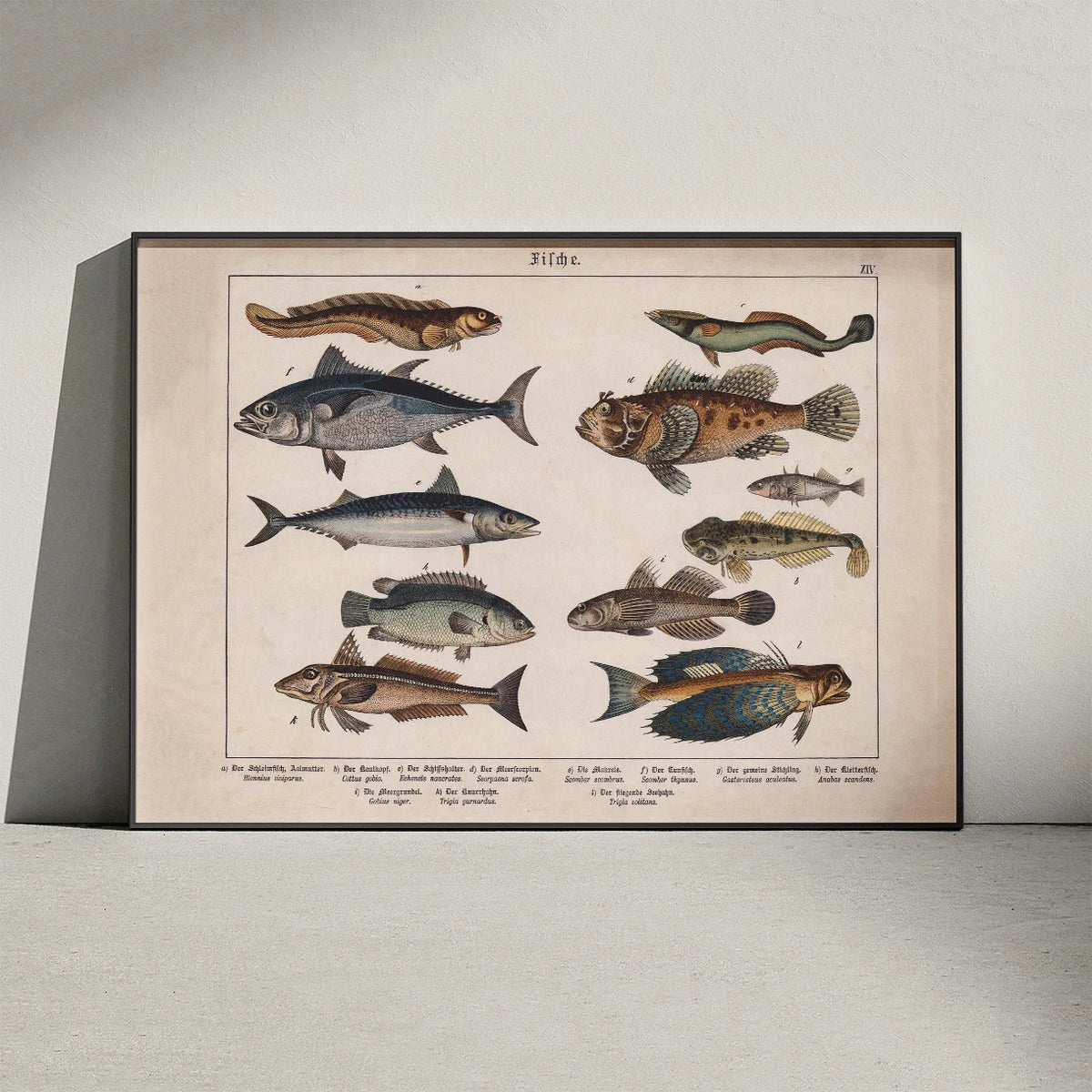 Fisk 1886 - Zoologi – billede 3