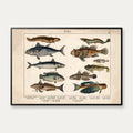 Fisk 1886 - Zoologi – billede 1