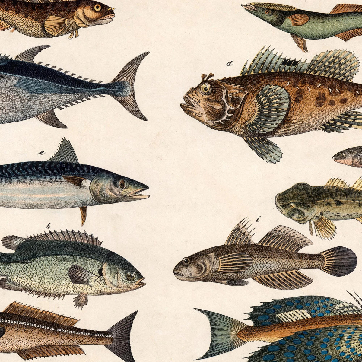 Fisk 1886 - Zoologi – billede 4