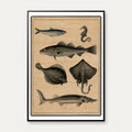 Torsk, stør, fladfisk & sild 1895 - Fisk – billede 1