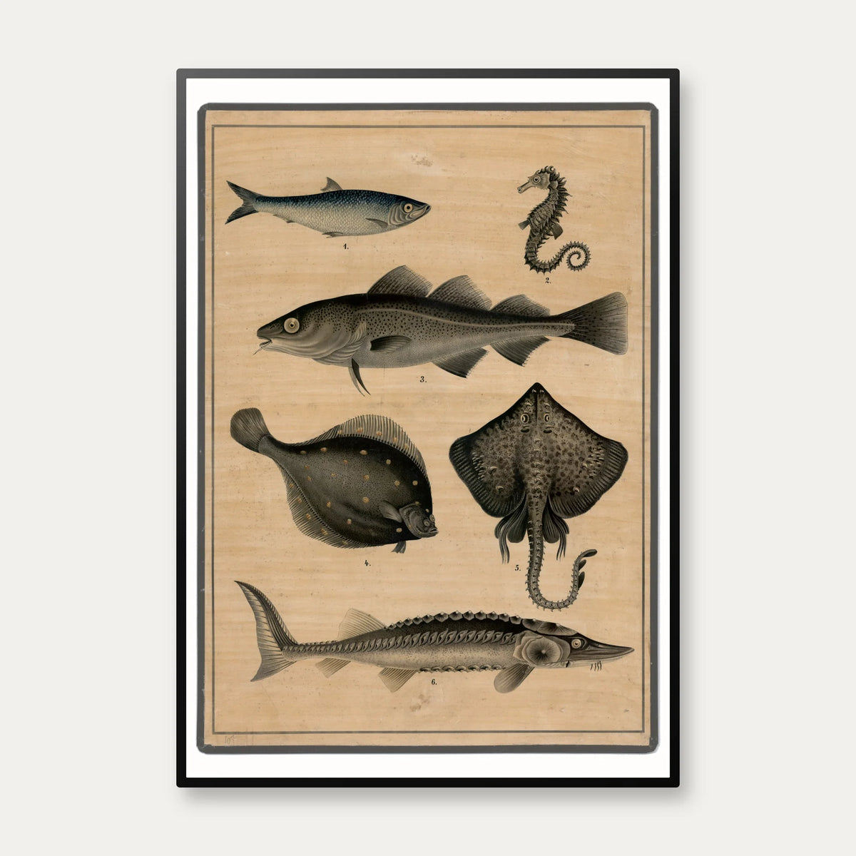Torsk, stør, fladfisk & sild 1895 - Fisk – billede 1