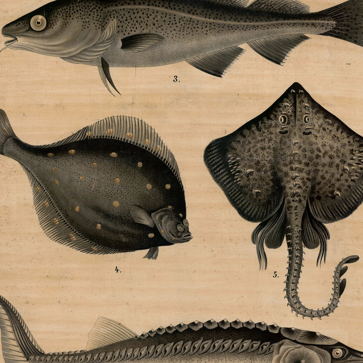 Torsk, stør, fladfisk & sild 1895 - Fisk – billede 4