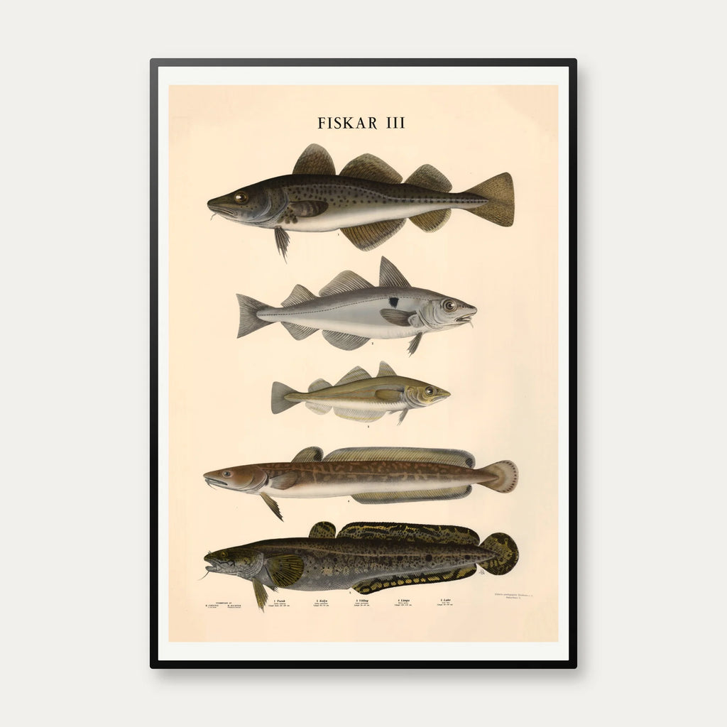 Fisketavle III 1939 - Zoologi – billede 1