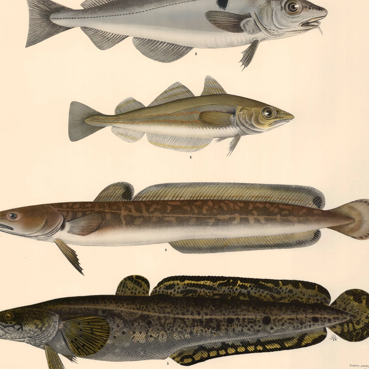Fisketavle III 1939 - Zoologi – billede 4