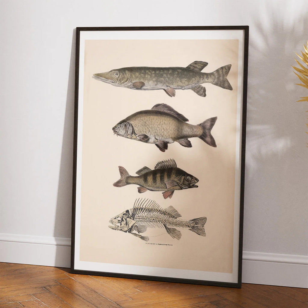 Gedde, karpe & aborre 1860 - Fisk – billede 2
