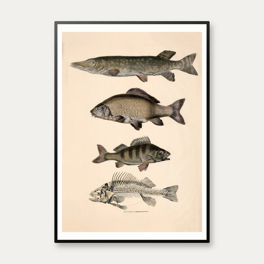 Gedde, karpe & aborre 1860 - Fisk – billede 1