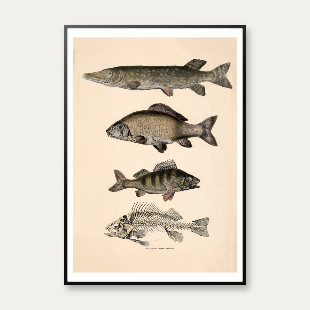 Gedde, karpe & aborre 1860 - Fisk – billede 1