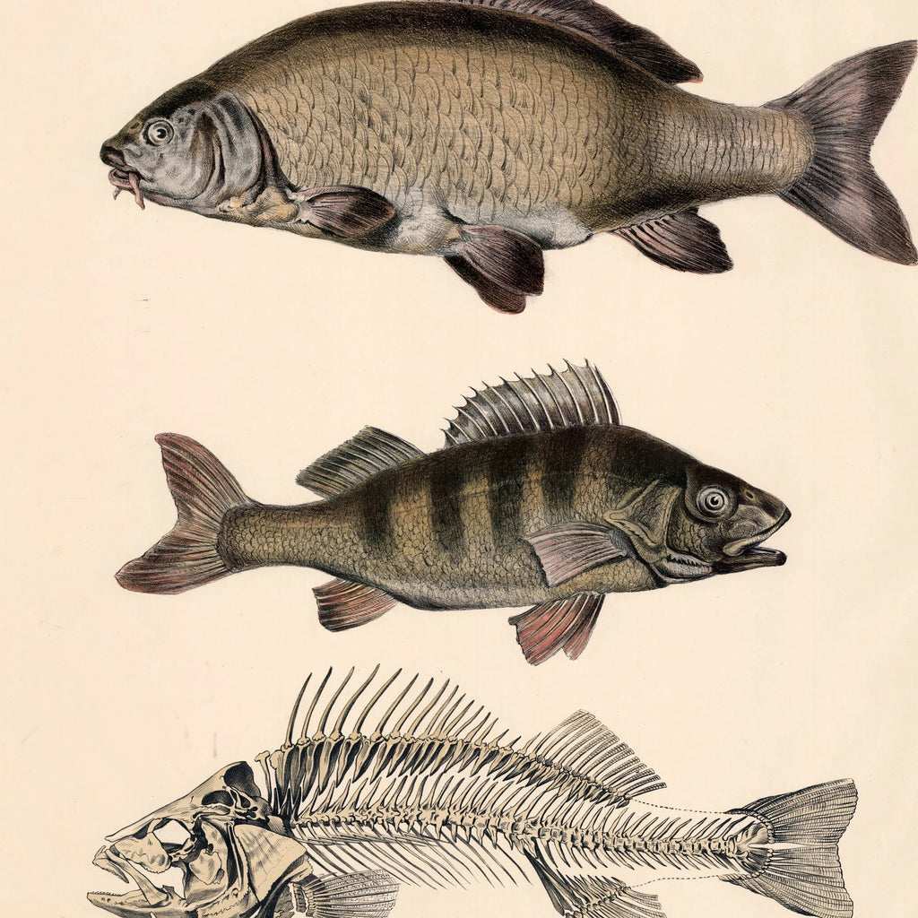 Gedde, karpe & aborre 1860 - Fisk – billede 4