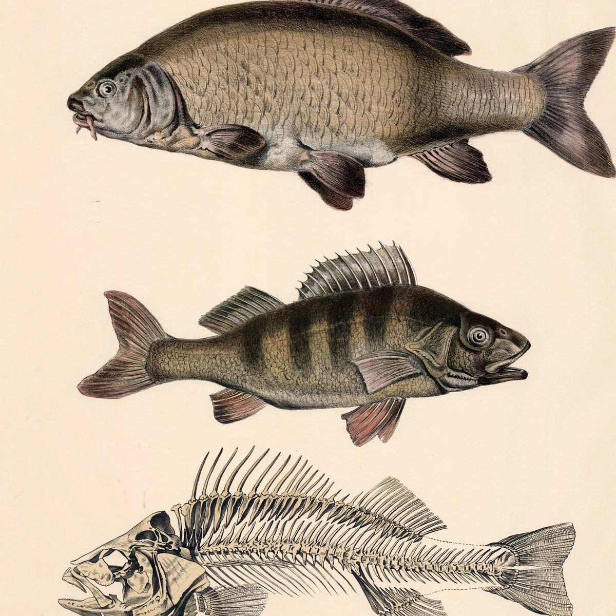 Gedde, karpe & aborre 1860 - Fisk – billede 4