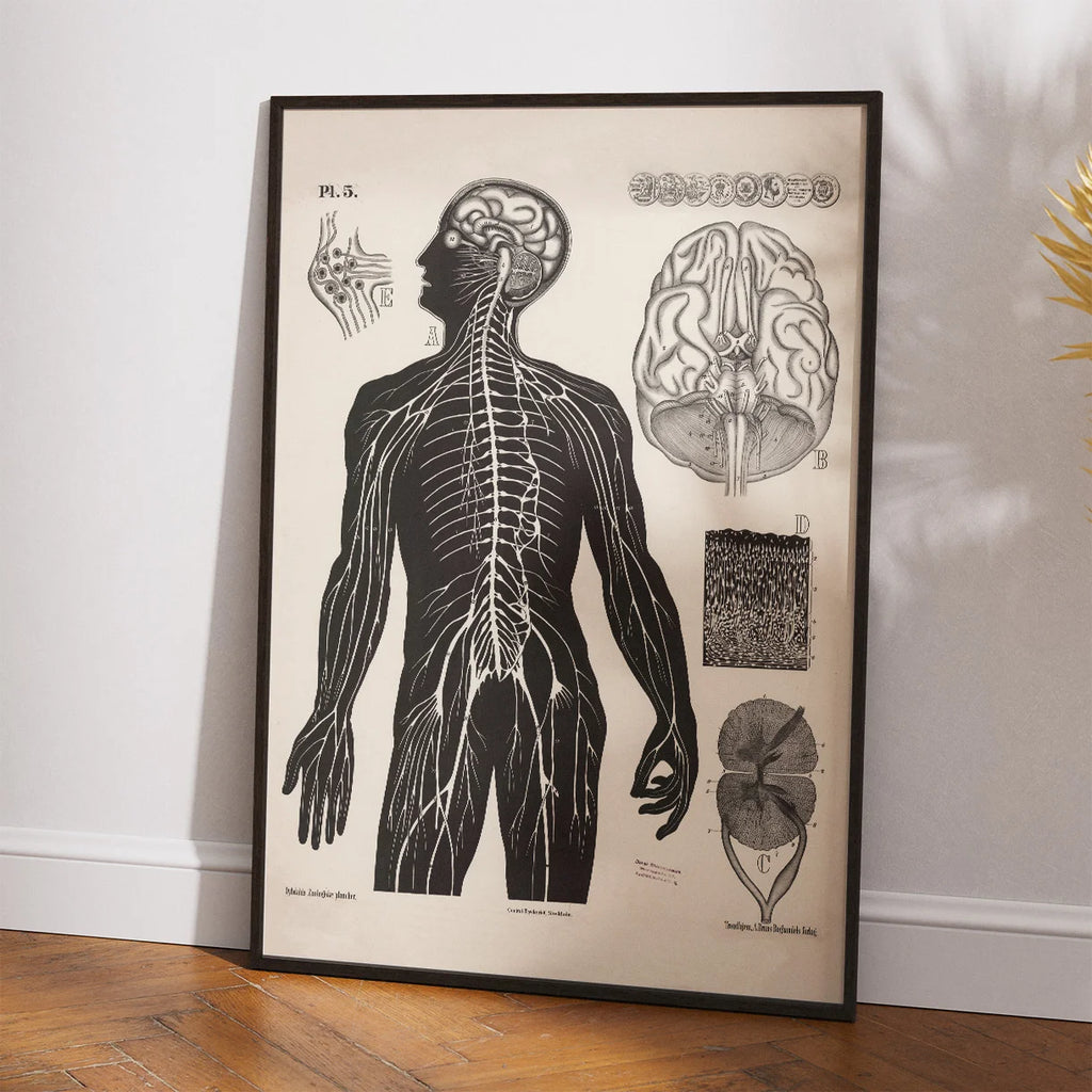 Menneskets nerver 1881 - Biologi – billede 2