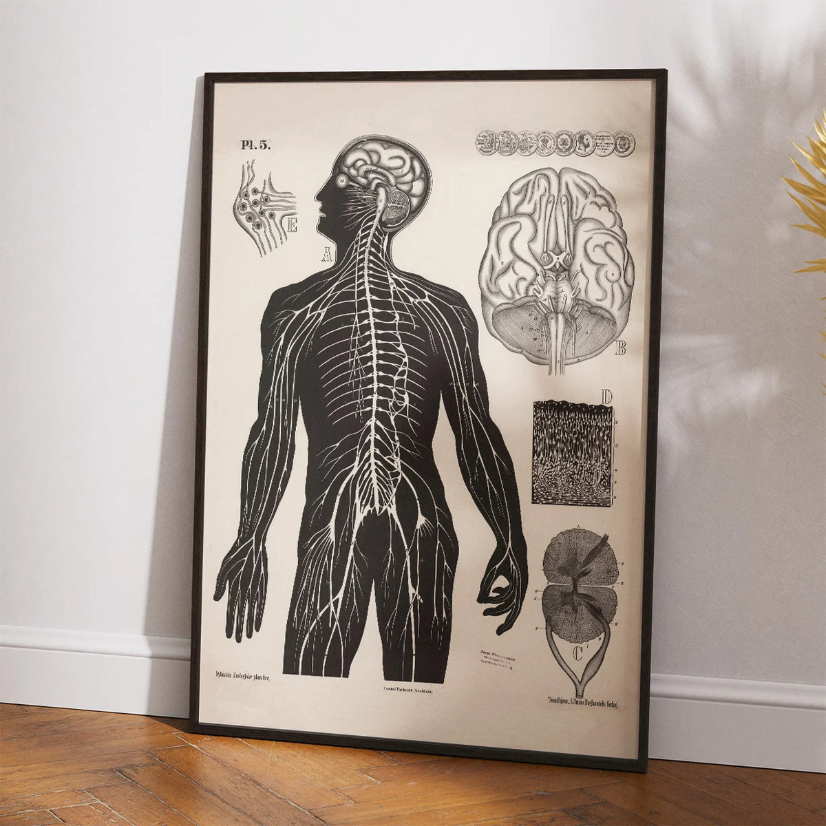 Menneskets nerver 1881 - Biologi – billede 2