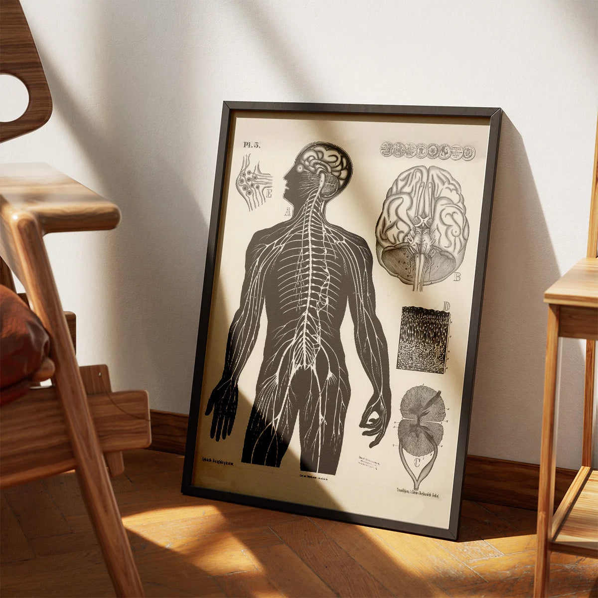Menneskets nerver 1881 - Biologi – billede 3