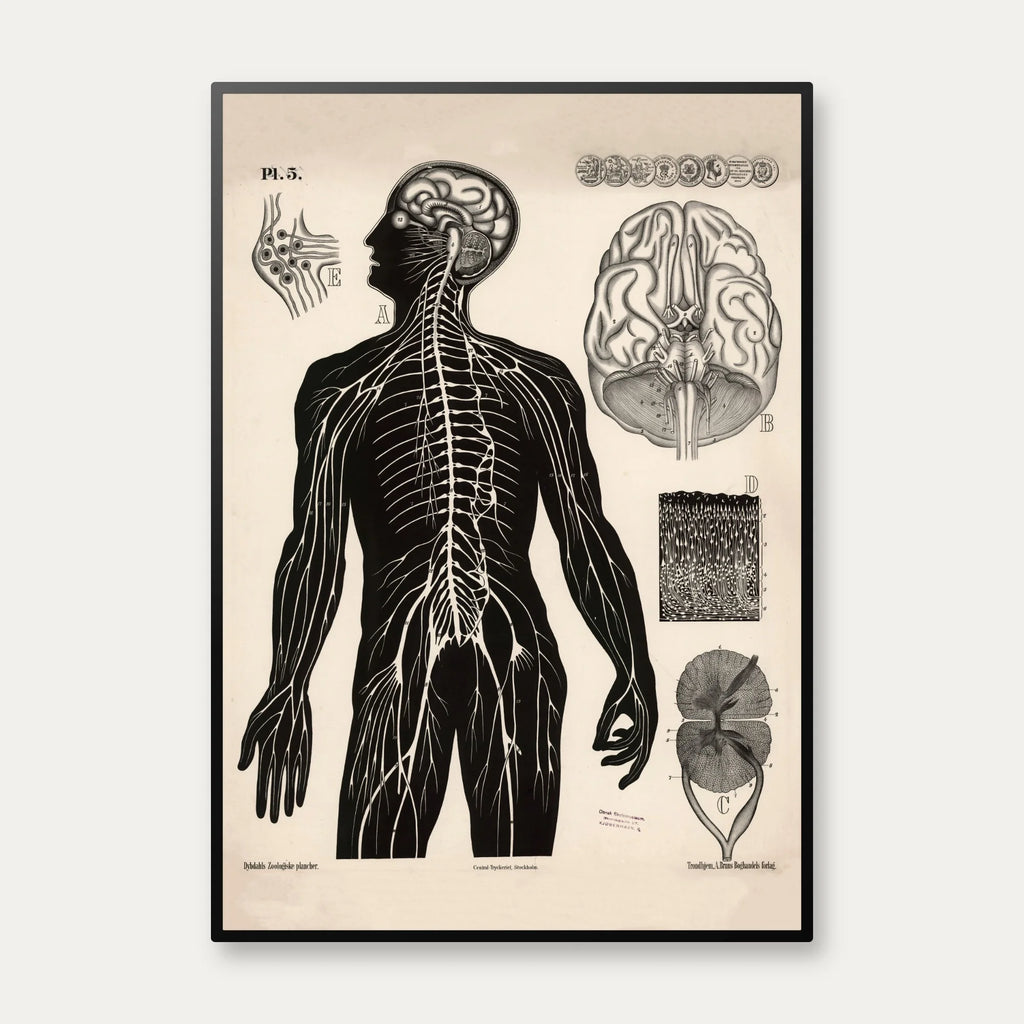 Menneskets nerver 1881 - Biologi – billede 1