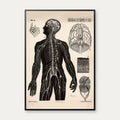 Menneskets nerver 1881 - Biologi – billede 1