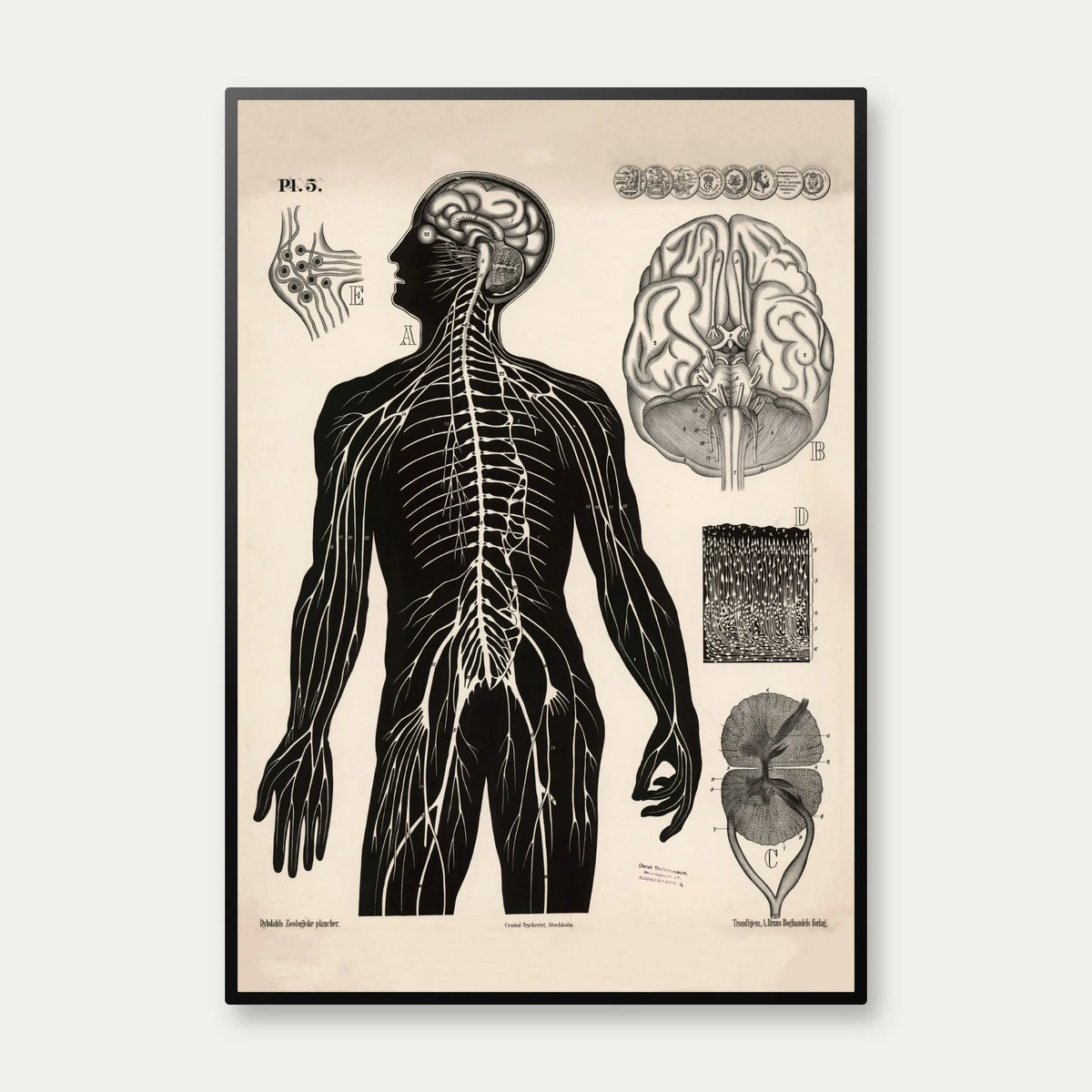 Menneskets nerver 1881 - Biologi – billede 1