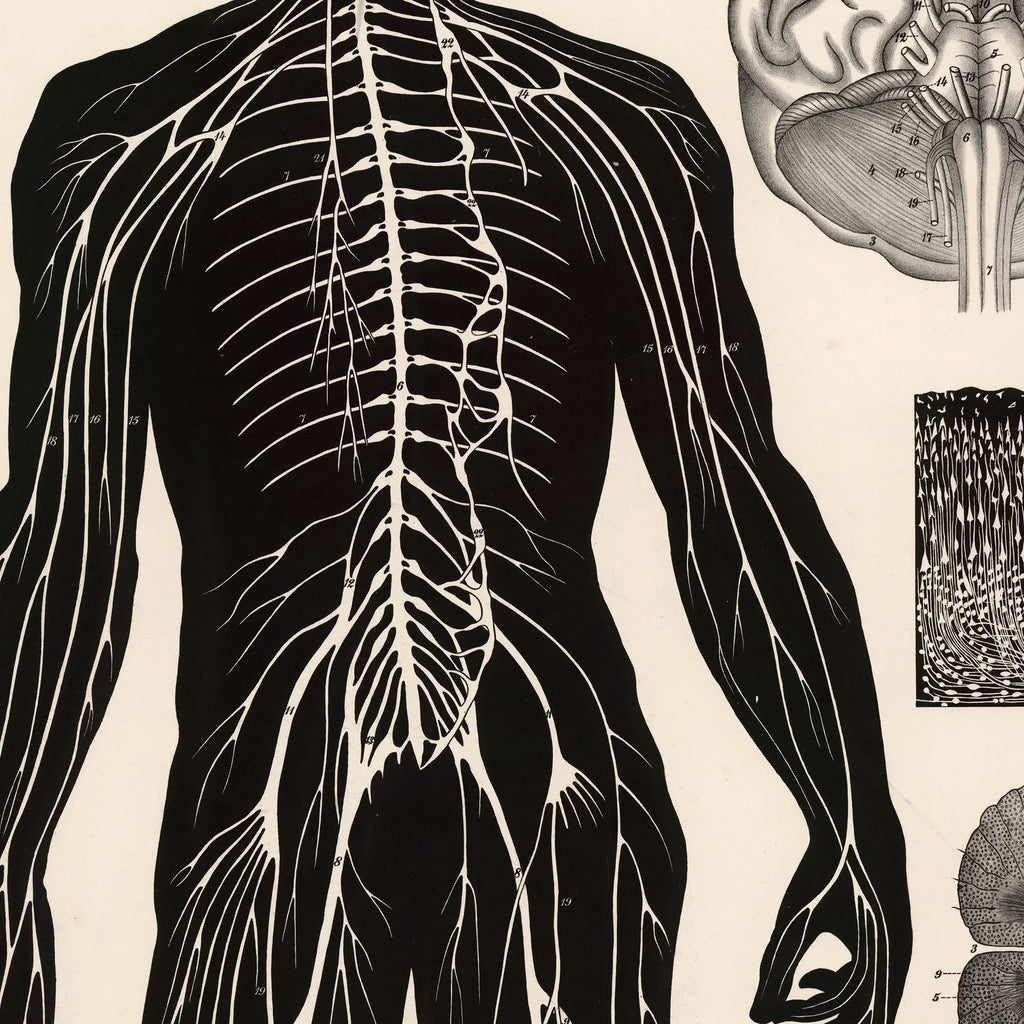 Menneskets nerver 1881 - Biologi – billede 4