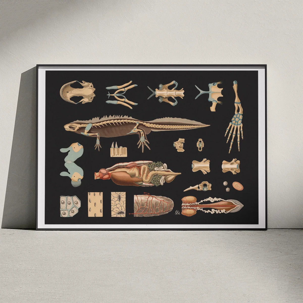 Stor vandsalamander 1910 - Zoologi – billede 3