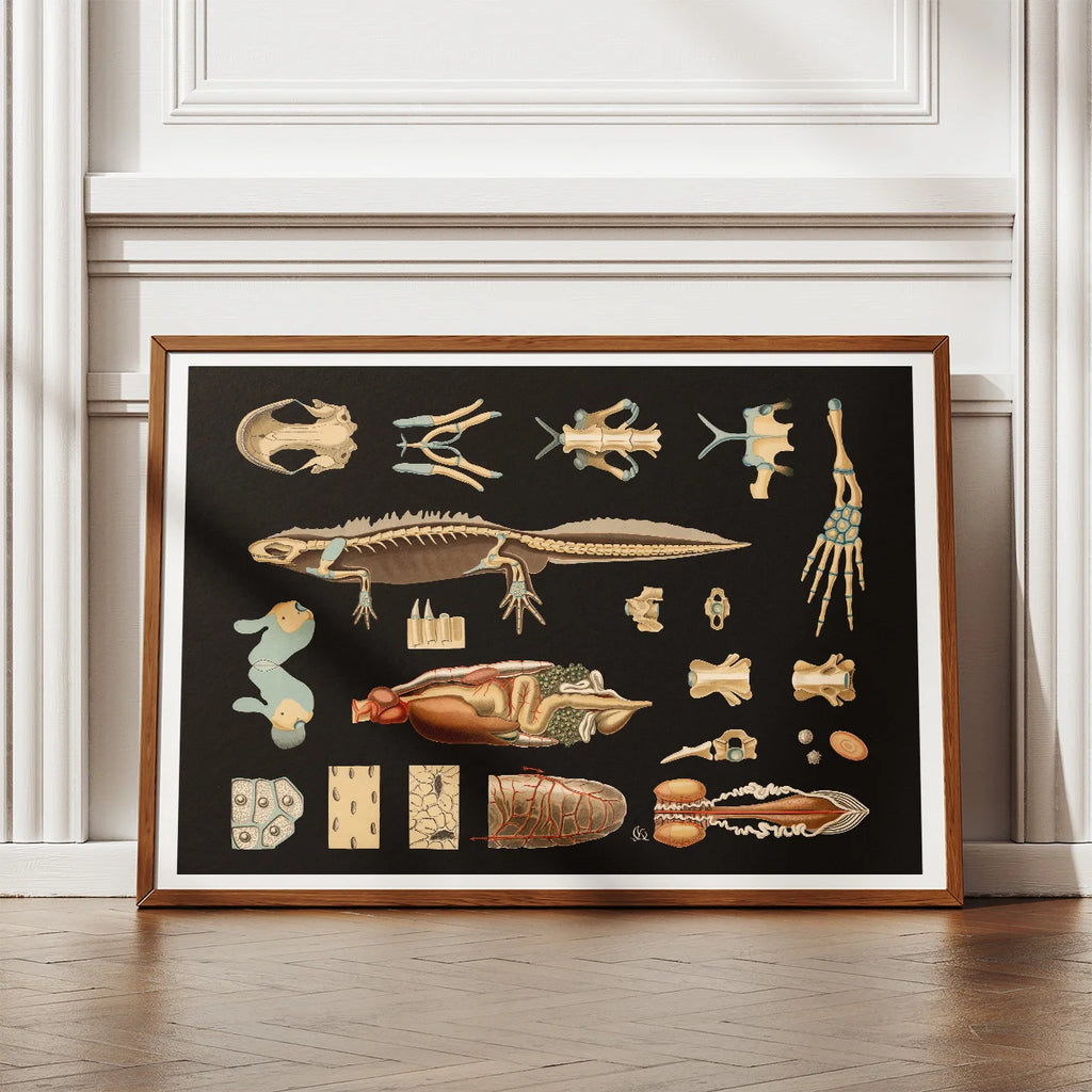 Stor vandsalamander 1910 - Zoologi – billede 2