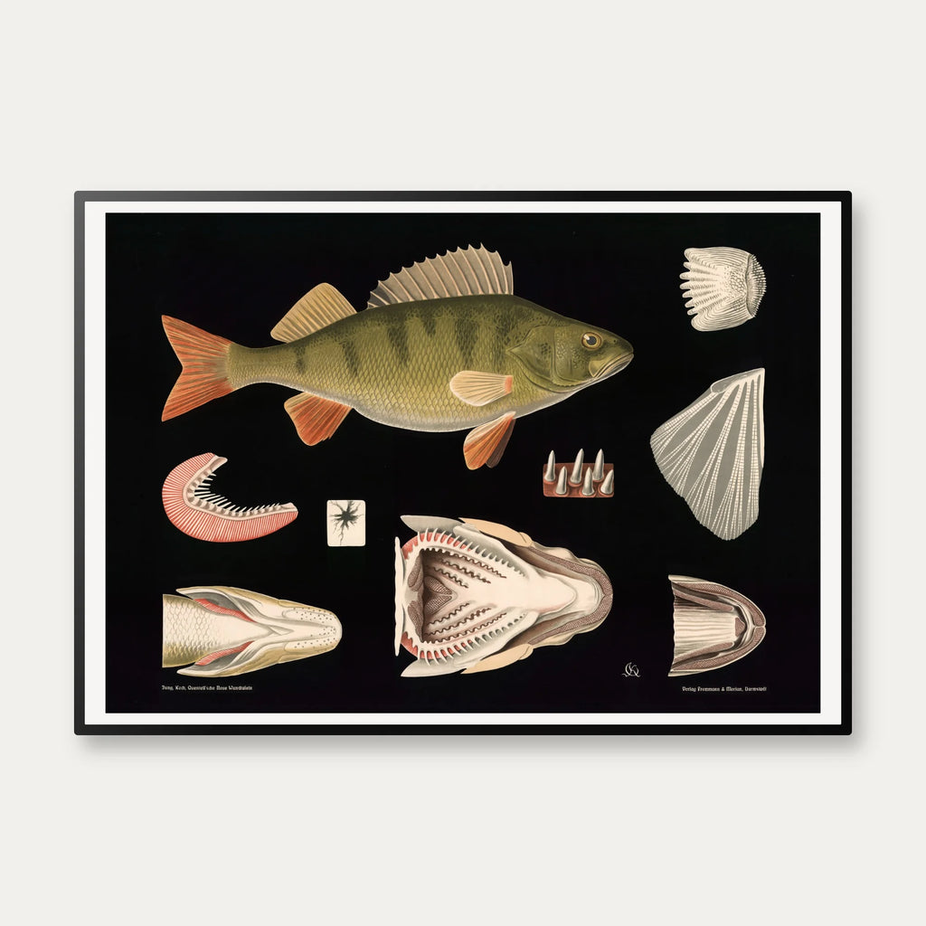 Aborre 1910 - Fisk – billede 1