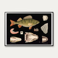 Aborre 1910 - Fisk – billede 1