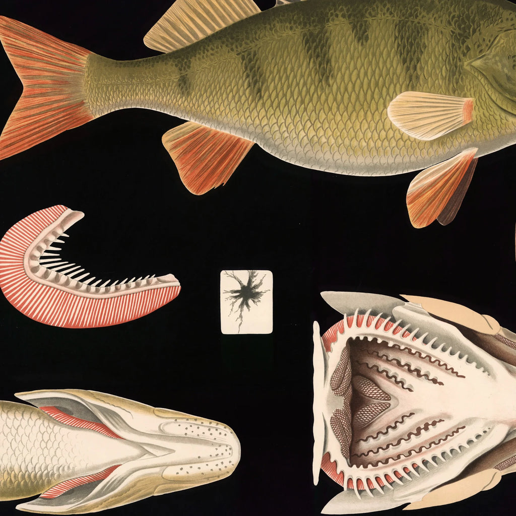 Aborre 1910 - Fisk – billede 4