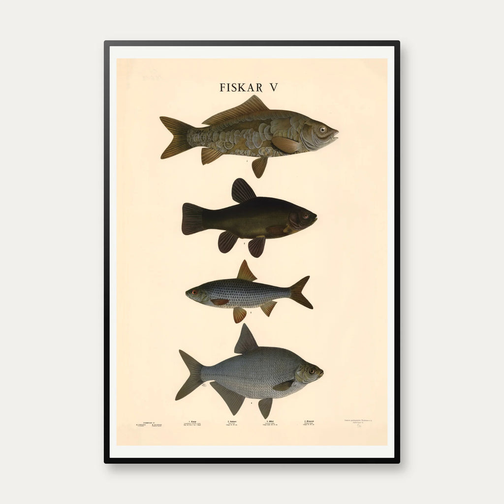 Fisketavle V 1939 - Zoologi – billede 1