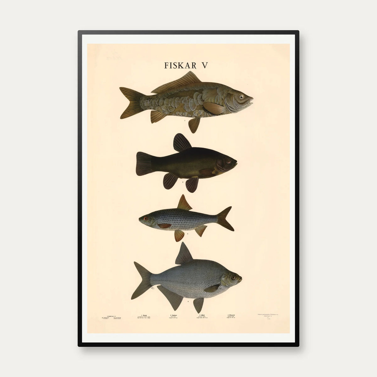Fisketavle V 1939 - Zoologi – billede 1
