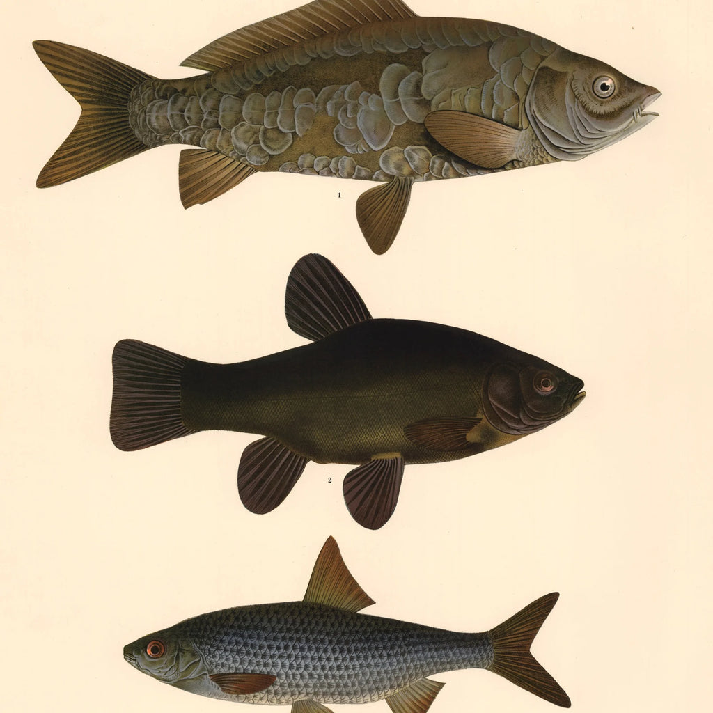 Fisketavle V 1939 - Zoologi – billede 4