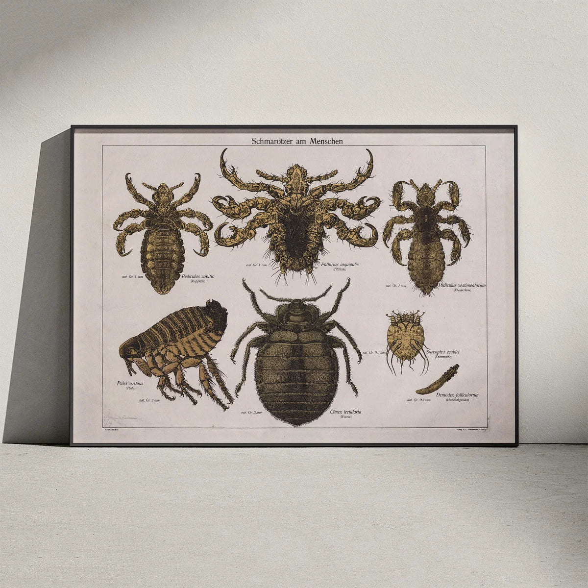 Snyltere 1890 - Zoologi – billede 3