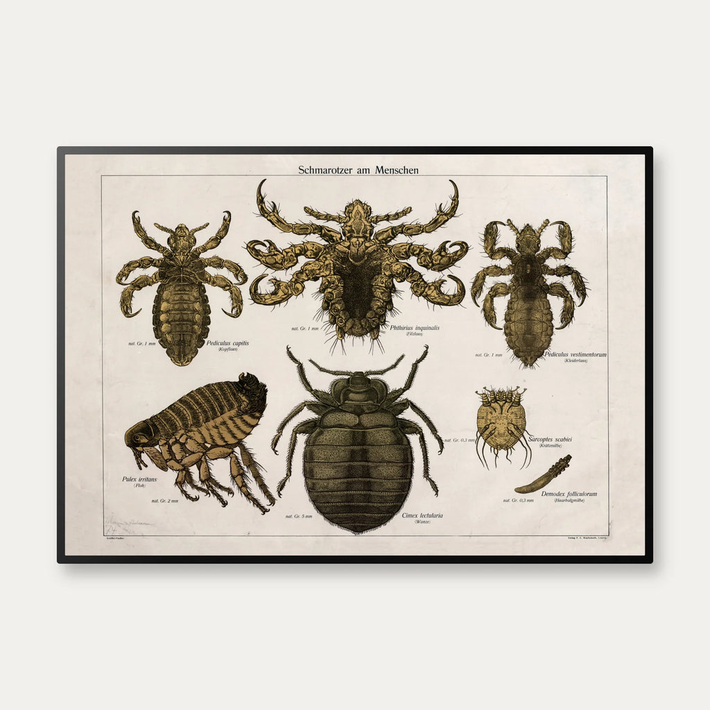 Snyltere 1890 - Zoologi – billede 1
