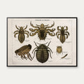Snyltere 1890 - Zoologi – billede 1