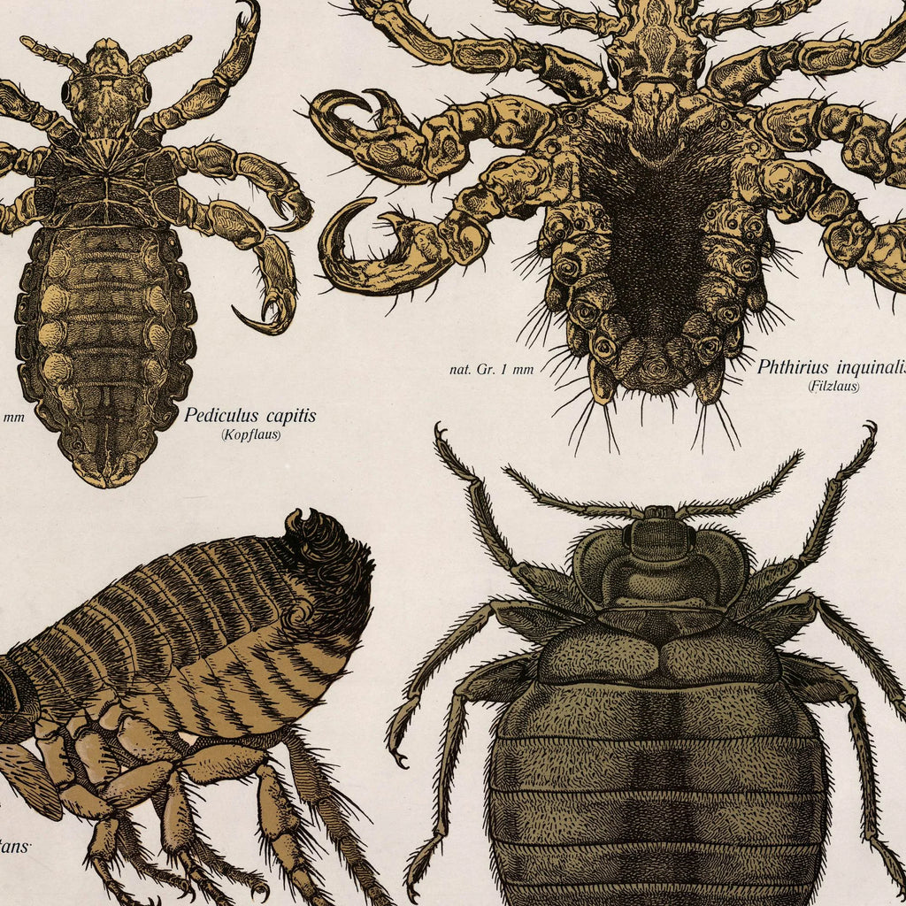 Snyltere 1890 - Zoologi – billede 4