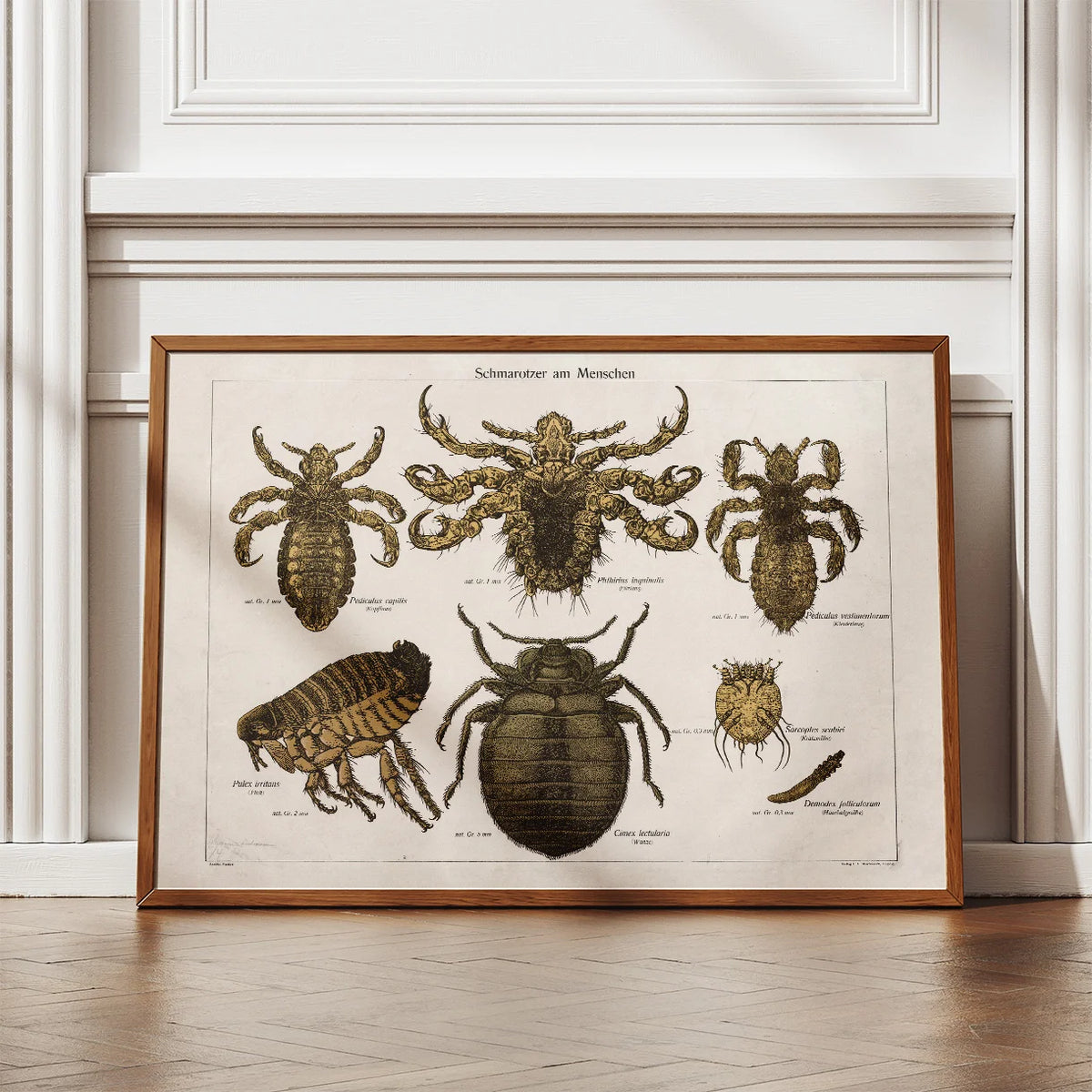 Snyltere 1890 - Zoologi – billede 2