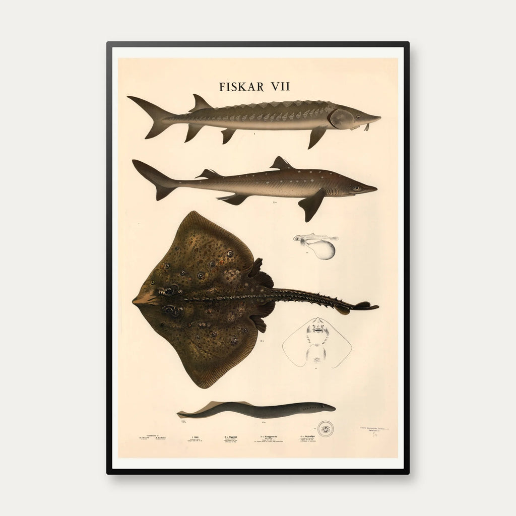 Fisketavle VII 1939 - Zoologi – billede 1