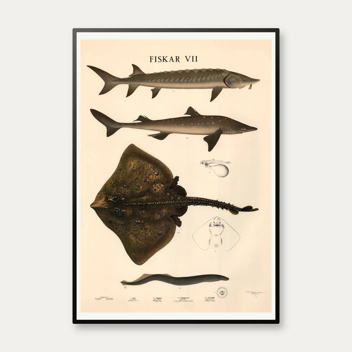 Fisketavle VII 1939 - Zoologi – billede 1