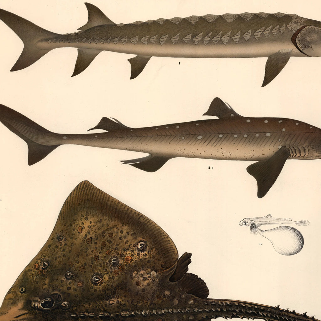 Fisketavle VII 1939 - Zoologi – billede 4