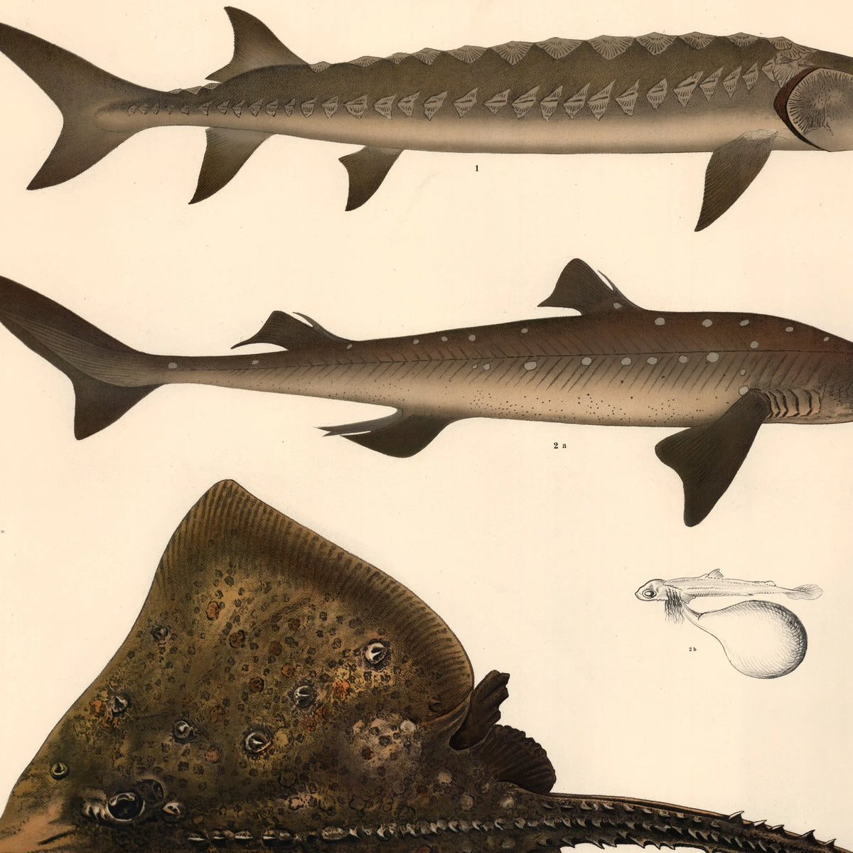 Fisketavle VII 1939 - Zoologi – billede 4