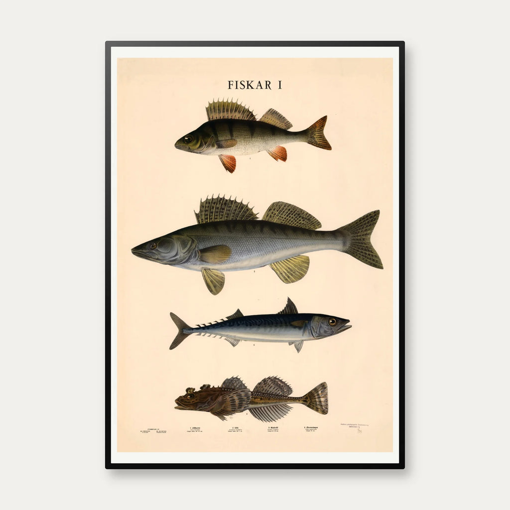 Fisketavle I 1939 - Zoologi – billede 1