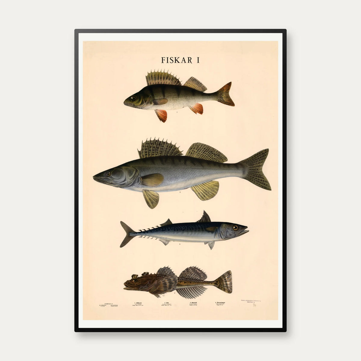 Fisketavle I 1939 - Zoologi – billede 1