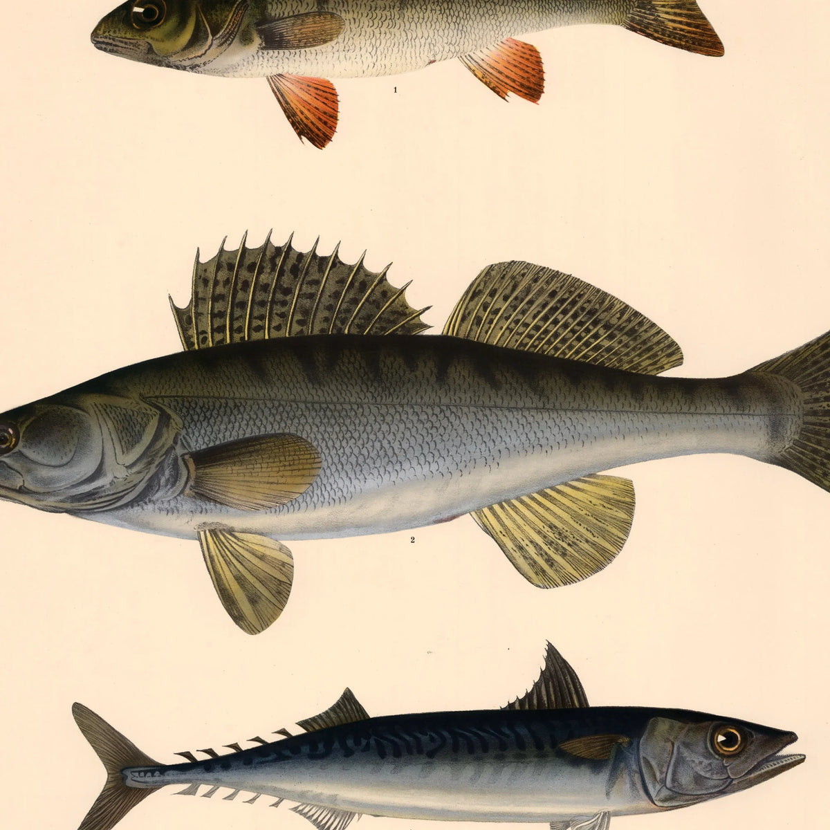 Fisketavle I 1939 - Zoologi – billede 4
