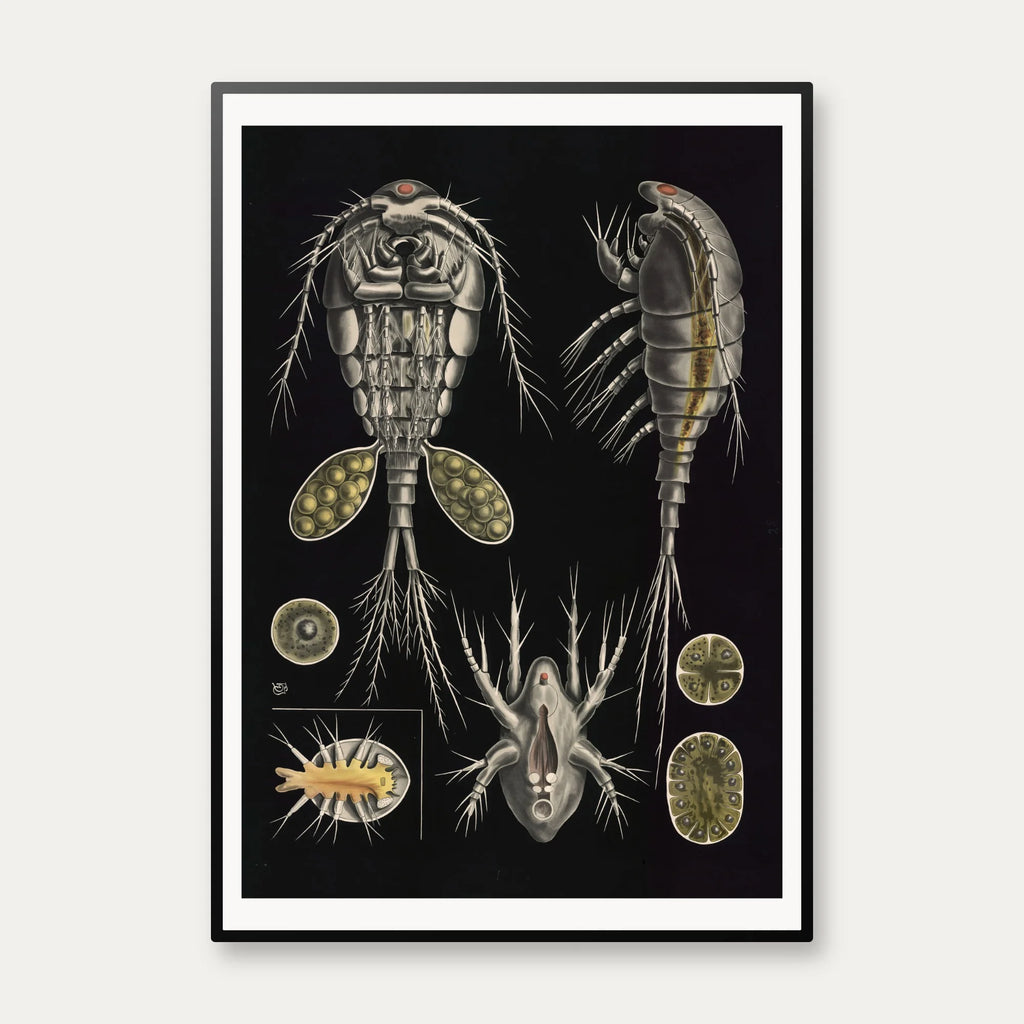 Vandloppe 1910 - Zoologi – billede 1