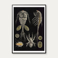 Vandloppe 1910 - Zoologi – billede 1