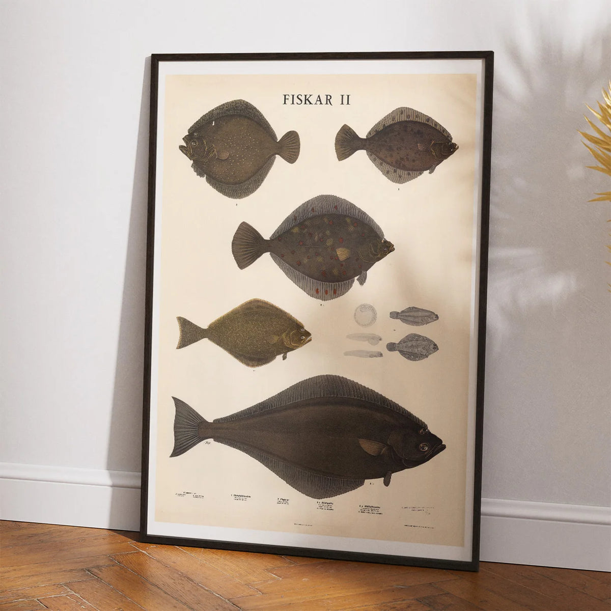 Fisketavle II 1939 - Zoologi – billede 2