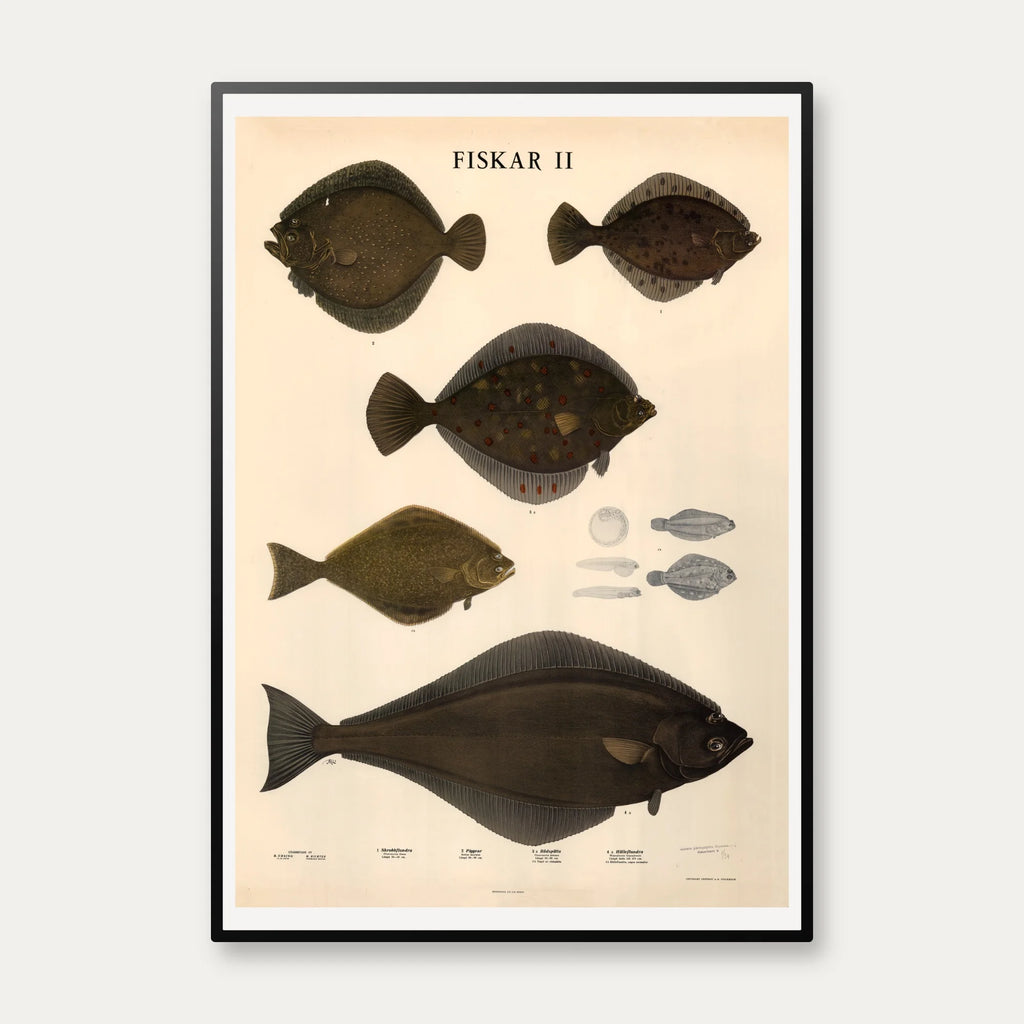 Fisketavle II 1939 - Zoologi – billede 1