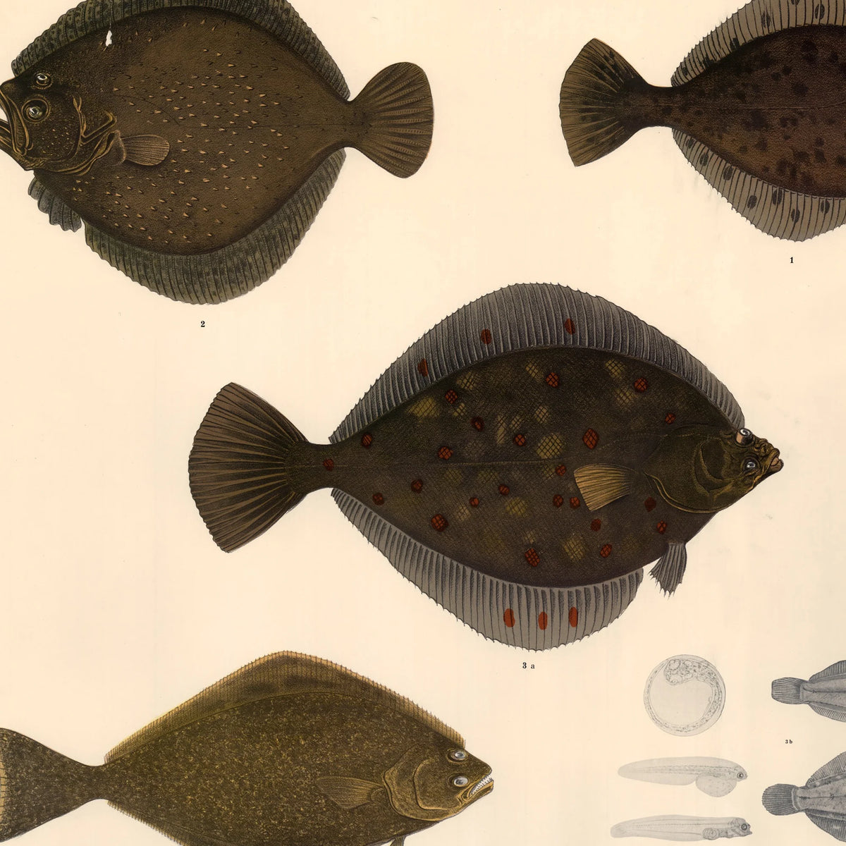 Fisketavle II 1939 - Zoologi – billede 4
