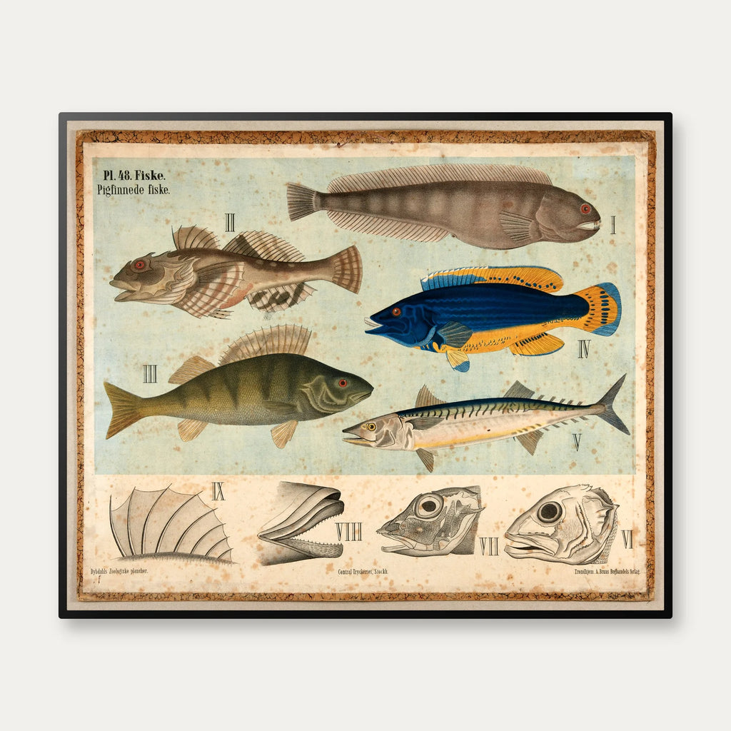 Pigfinnede fisk 1881 - Biologi - 67×55 cm – billede 1