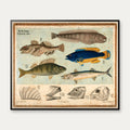 Pigfinnede fisk 1881 - Biologi - 67×55 cm – billede 1