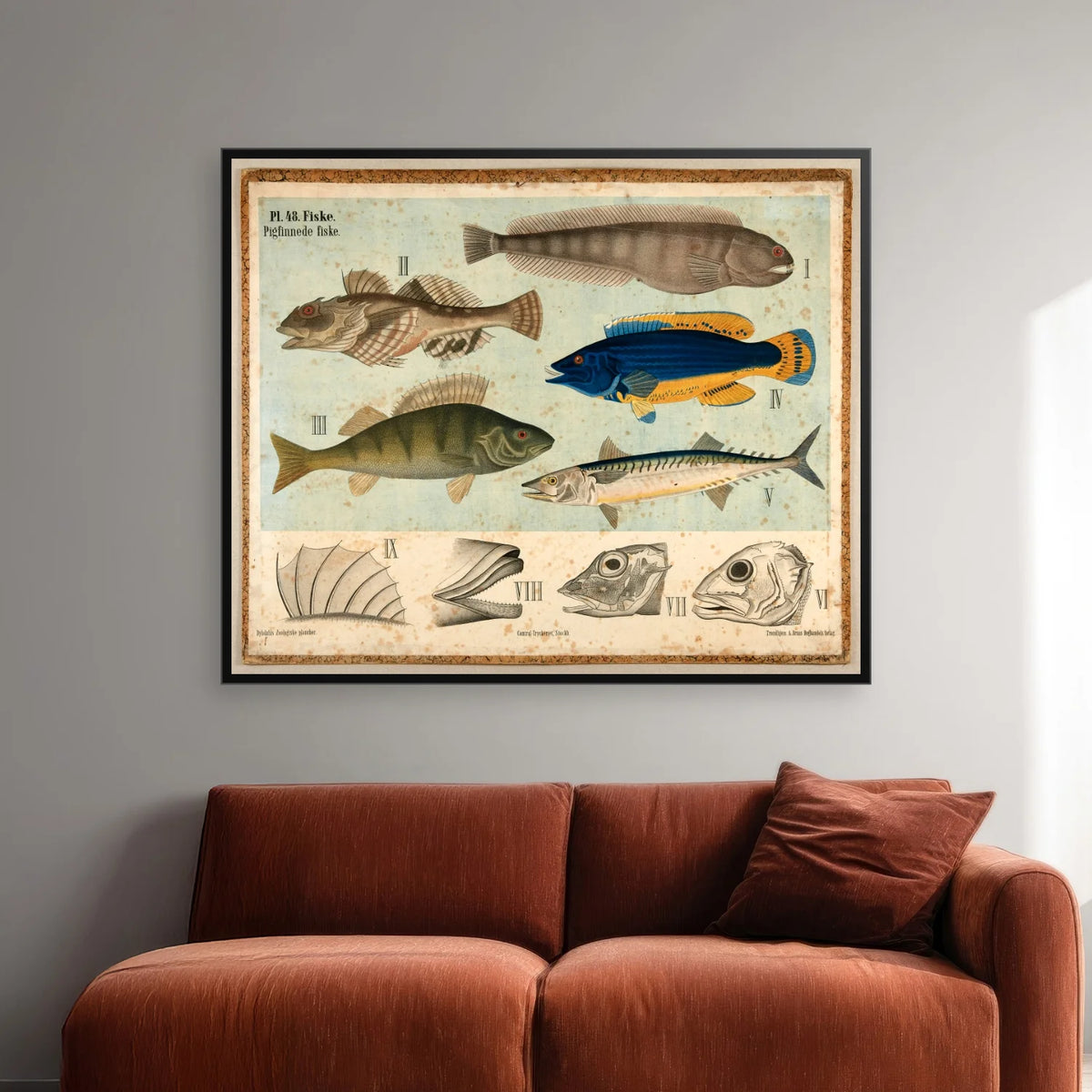 Pigfinnede fisk 1881 - Biologi - 67×55 cm – billede 2