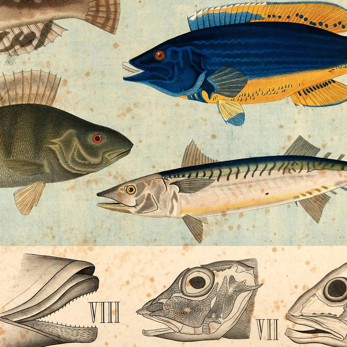 Pigfinnede fisk 1881 - Biologi - 67×55 cm – billede 4